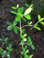 Image de Viburnum obovatum Walt.