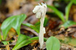 Image of Indian Pipe