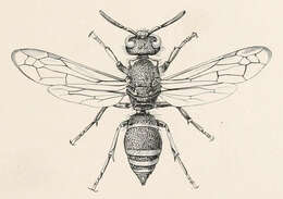 Image of Ancistrocerus antilope (Panzer 1789)