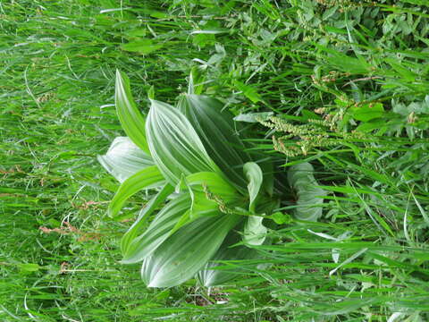 Image of false hellebore