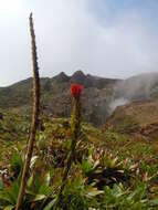 Image of Pitcairnia bifrons (Lindl.) Read