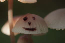 Image of Mycena haematopus (Pers.) P. Kumm. 1871