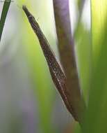 Image of Barbed pipefish