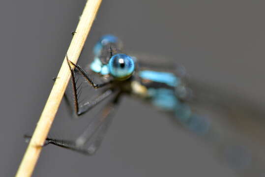 Image of Blue Damselfly