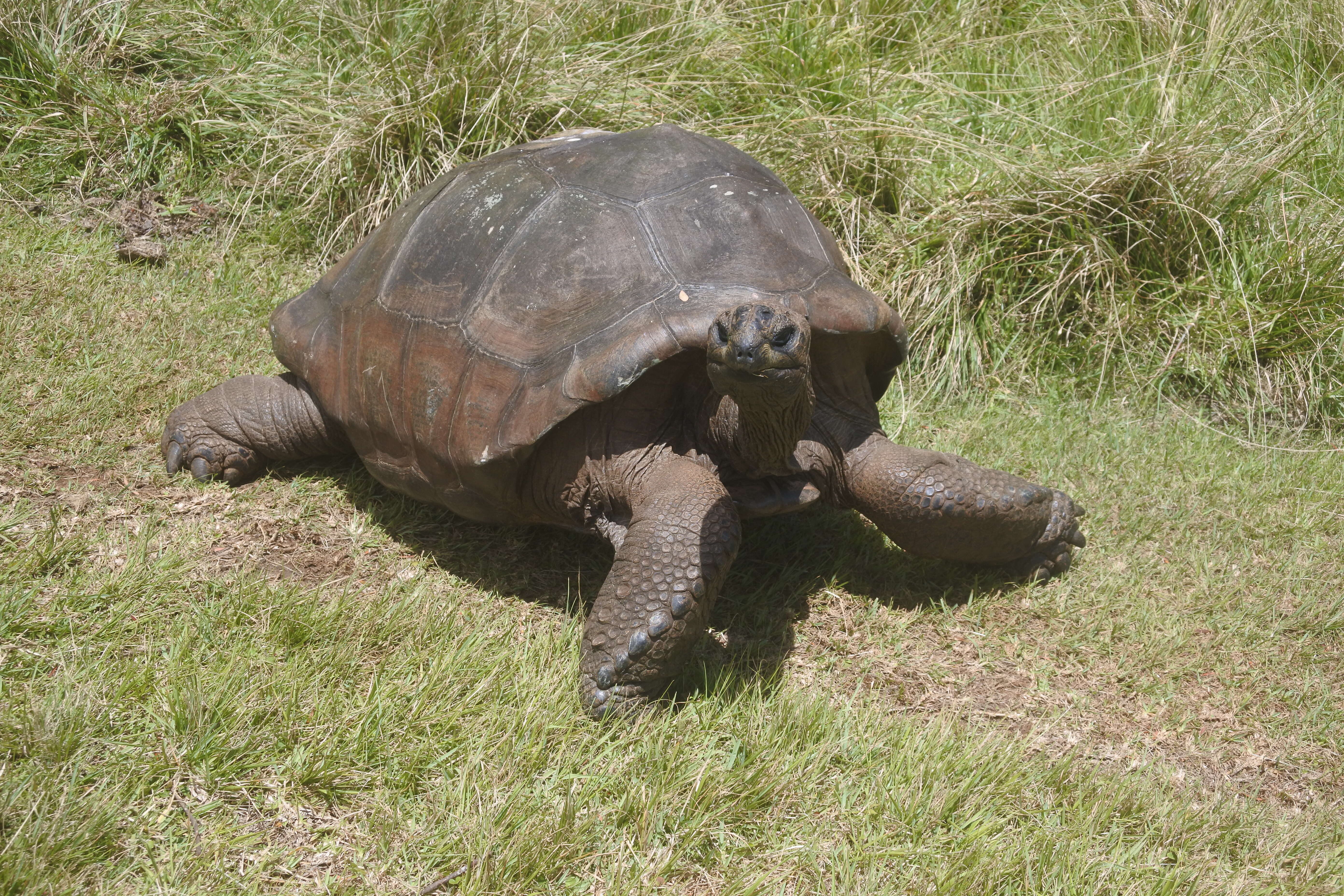 Image de Aldabrachelys gigantea hololissa (Günther 1877)