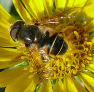 Image of Eristalis hirta Loew 1866