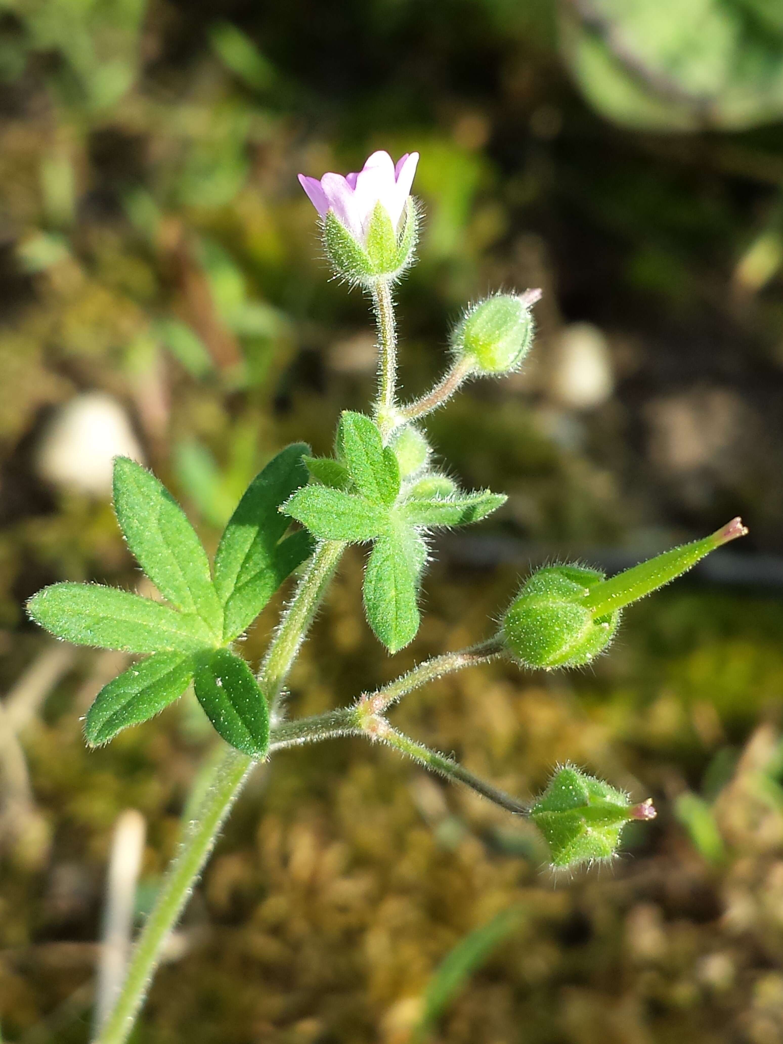 Imagem de Geranium molle L.