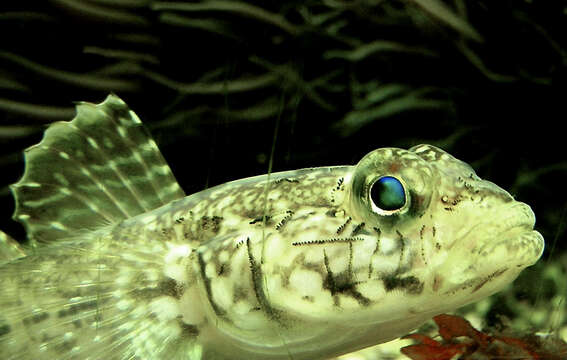 Image of Slender Goby