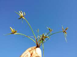 Image of Yellow Flat Sedge