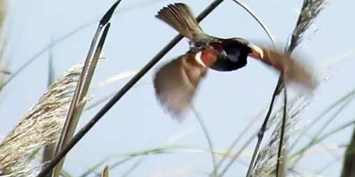 Image of Spanish Sparrow