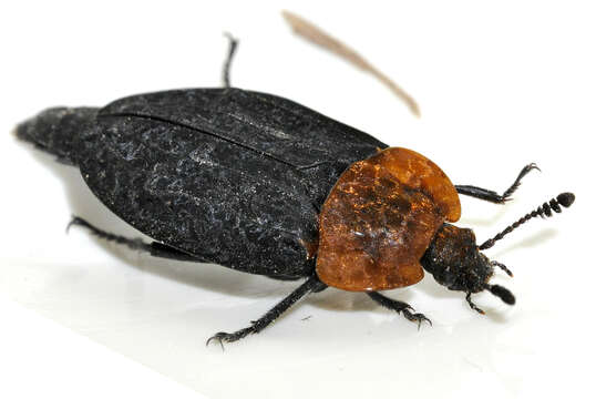 Image of Red-breasted Carrion Beetle