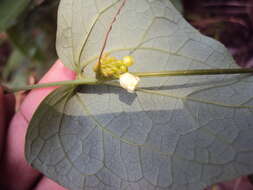 Image of Solena amplexicaulis (Lam.) Gandhi ex Saldanha & Nicolson