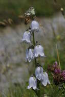 Image of Bearded Bellflower