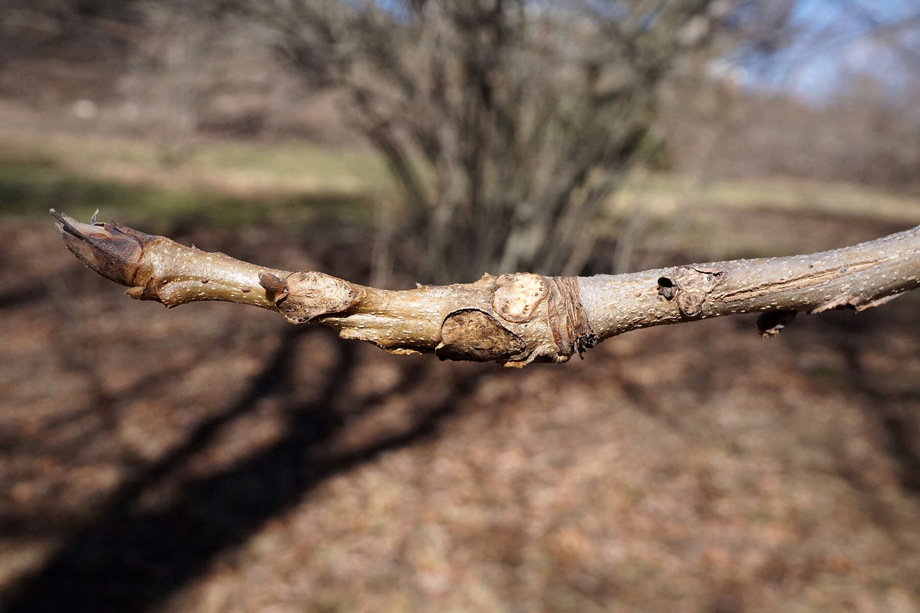 Image of shellbark hickory