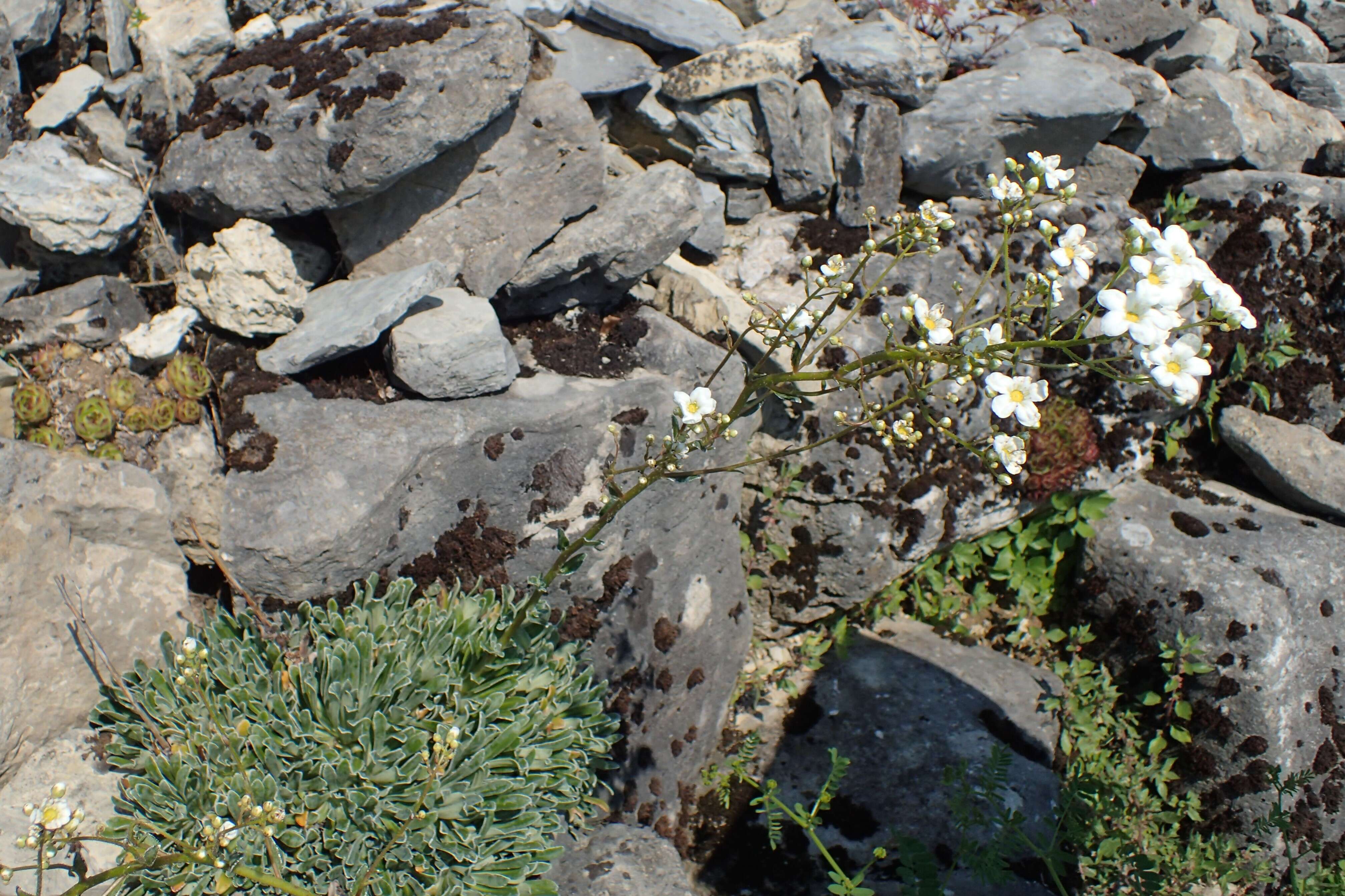 Image of Livelong Saxifrage