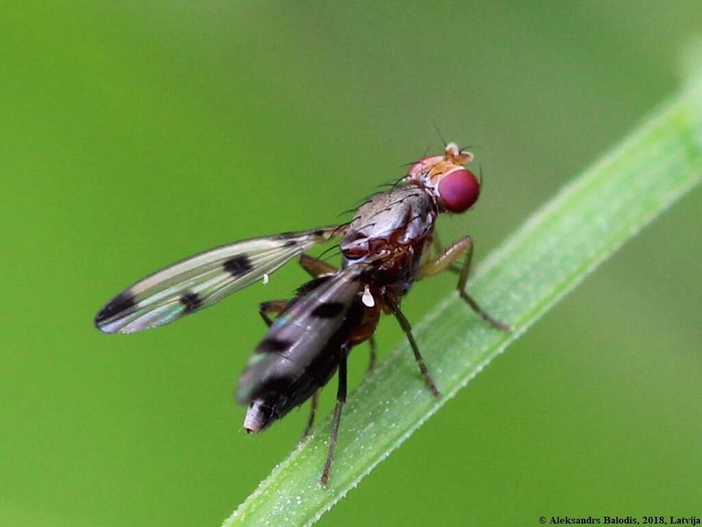 Image de Geomyza tripunctata Fallen 1823