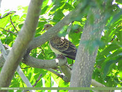 Image of Oriental Turtle Dove