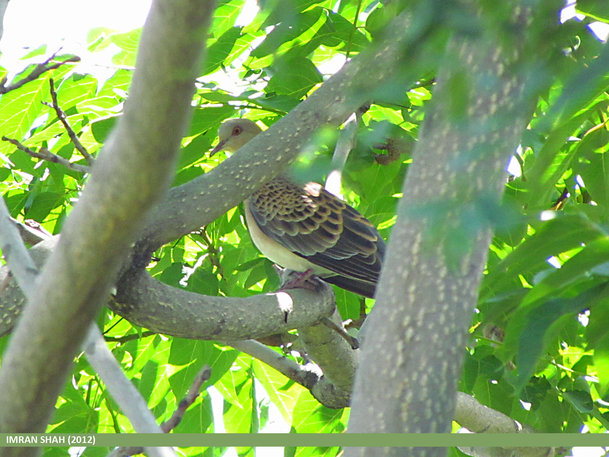 Image of Oriental Turtle Dove