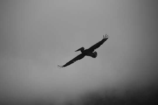 Image of Peruvian Pelican