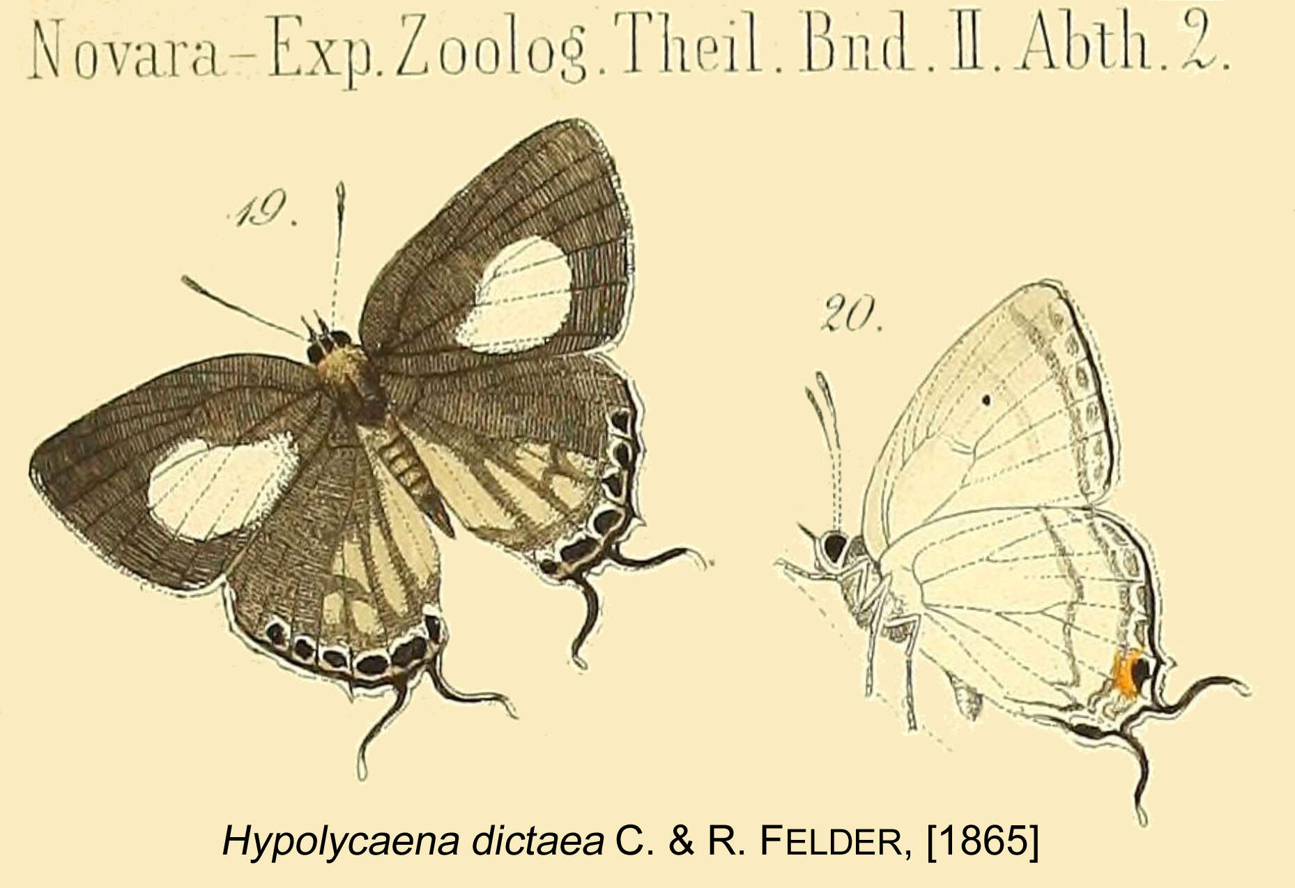 Image of Hypolycaena phorbas (Fabricius 1793)