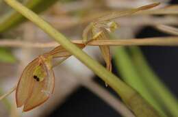 Image of Acianthera octophrys (Rchb. fil.) Pridgeon & M. W. Chase