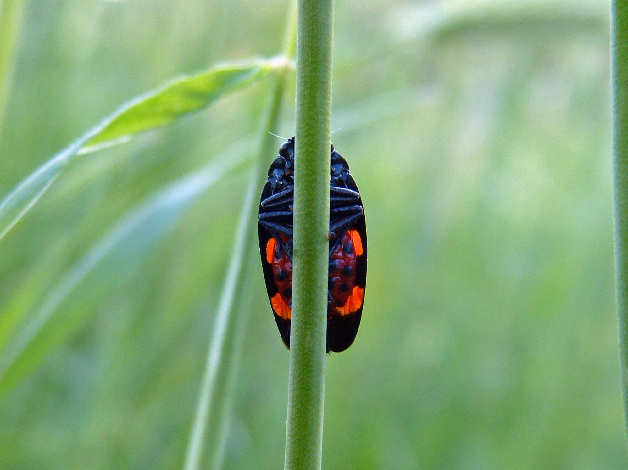 Image of Cercopis sanguinolenta (Scopoli 1763)