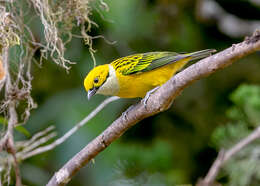 Image of Silver-throated Tanager