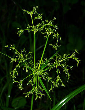 Слика од Scirpus sylvaticus L.