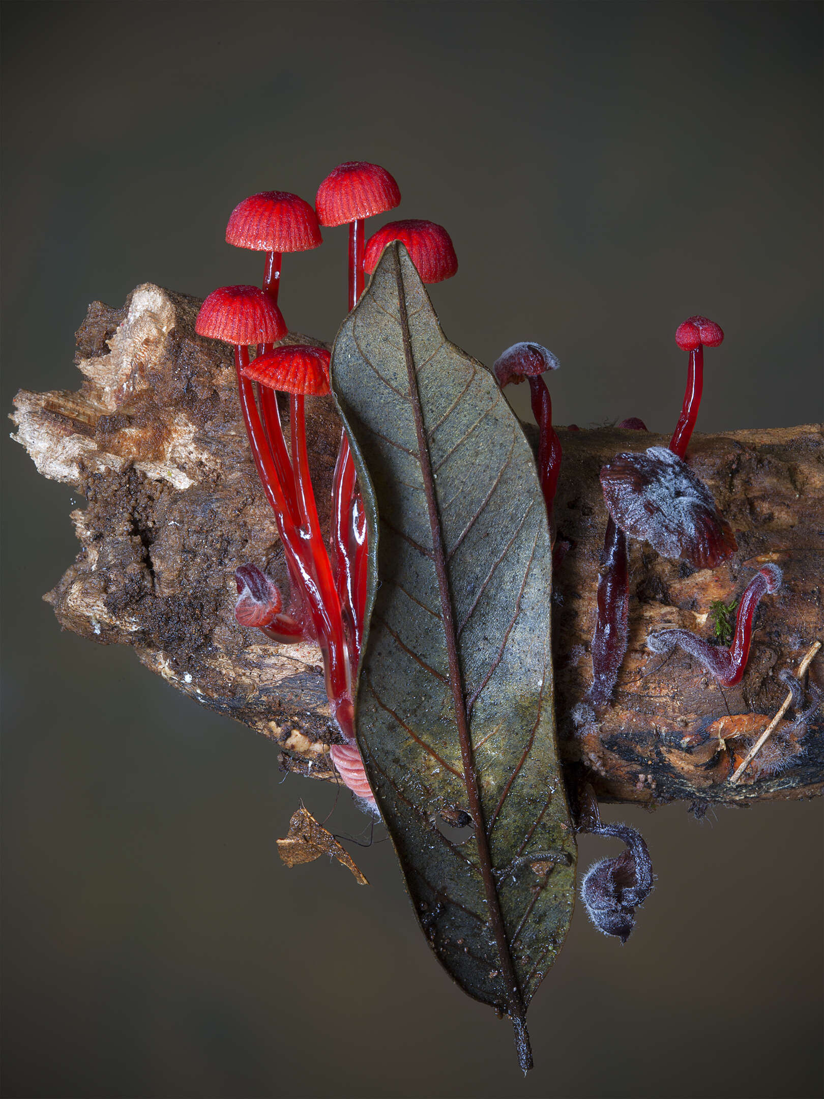 Image of Cruentomycena