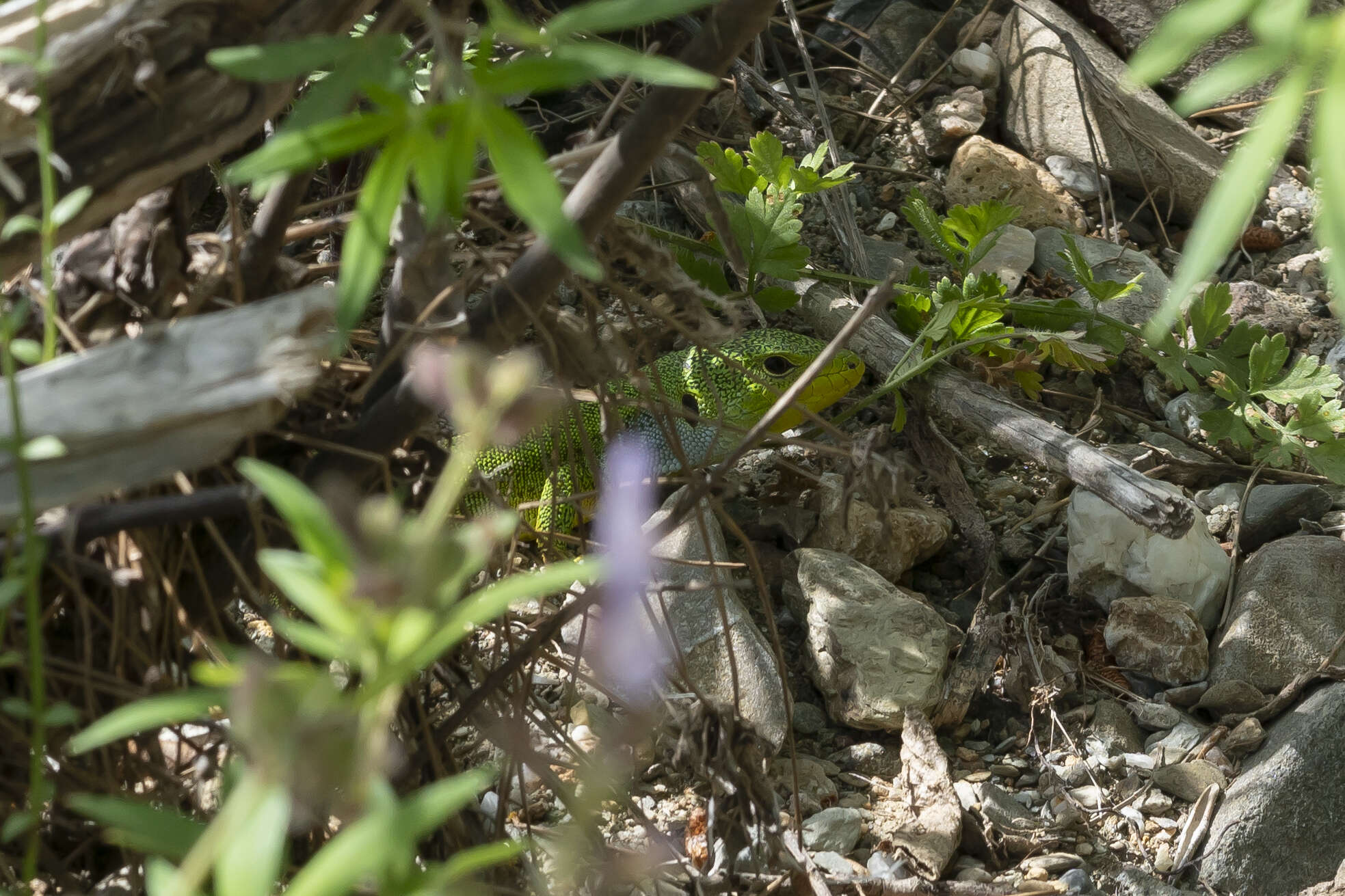 Image of Lacerta diplochondrodes