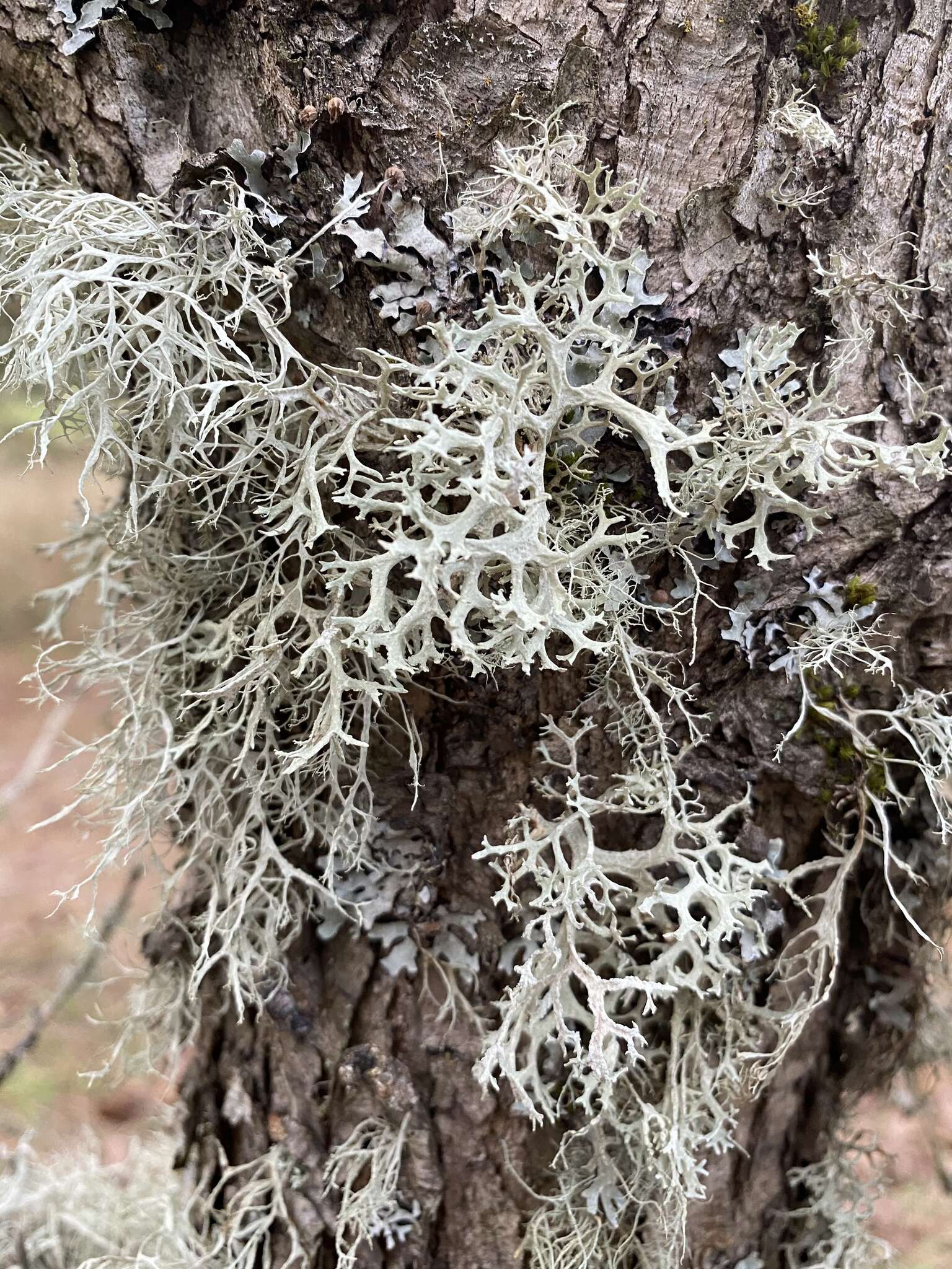 Image of farinose cartilage lichen