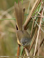 Imagem de Prinia flaviventris (Delessert 1840)