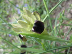 Image of Iris tuberosa L.