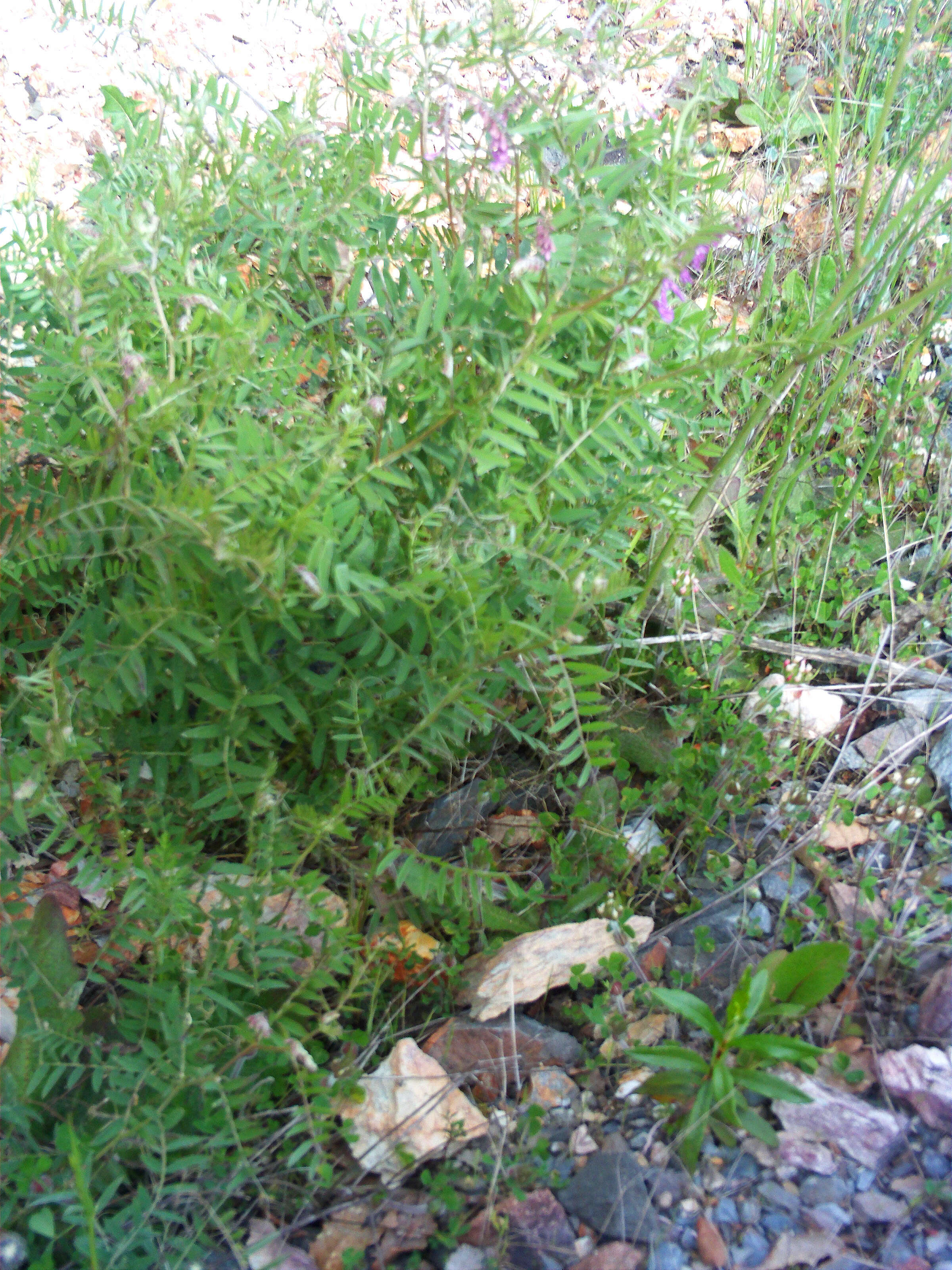 Imagem de Vicia tenuifolia Roth