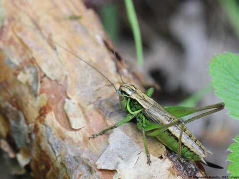 Image of Metrioptera roeselii