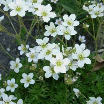 Imagem de Saxifraga rosacea Moench