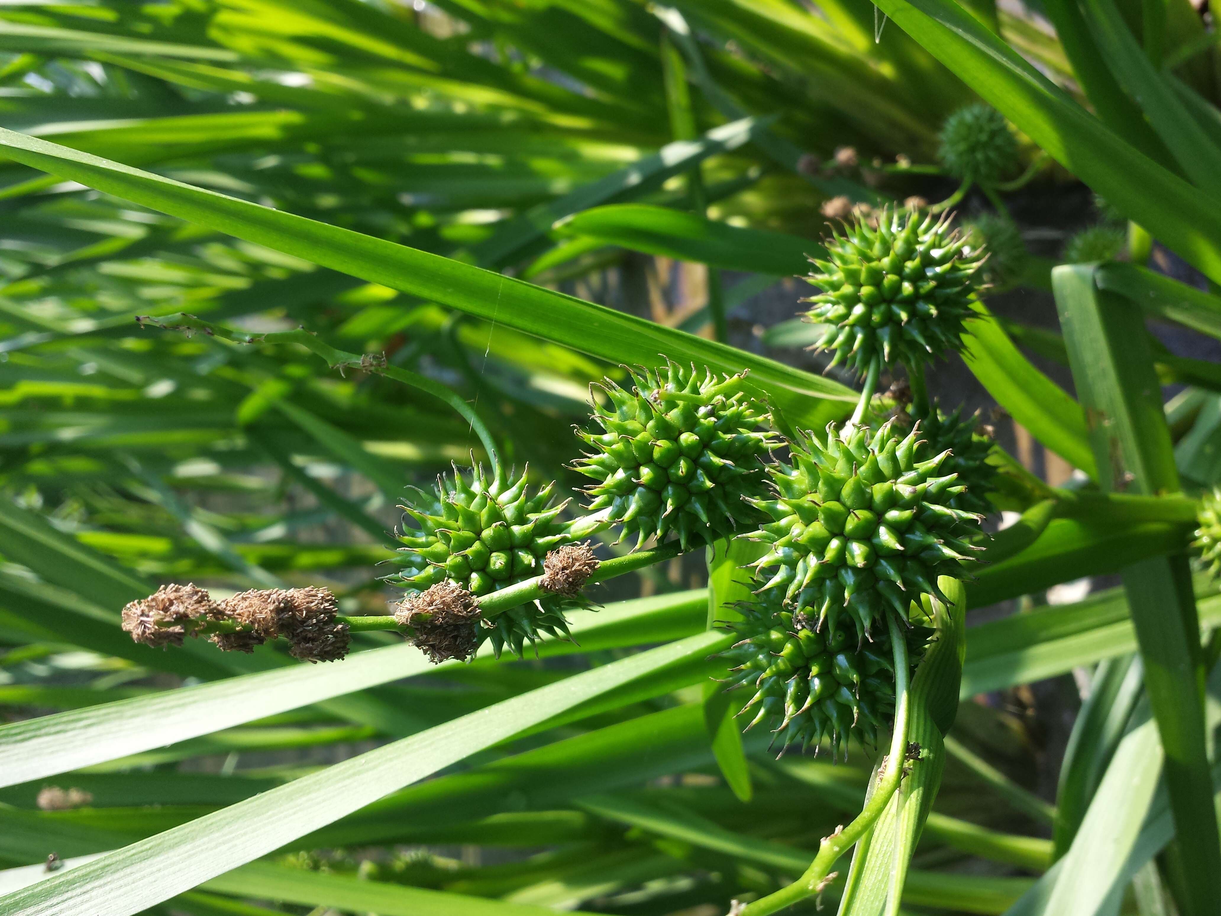 Image of Branched Bur-reed