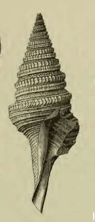 Image of Cryptogemma periscelida (Dall 1889)