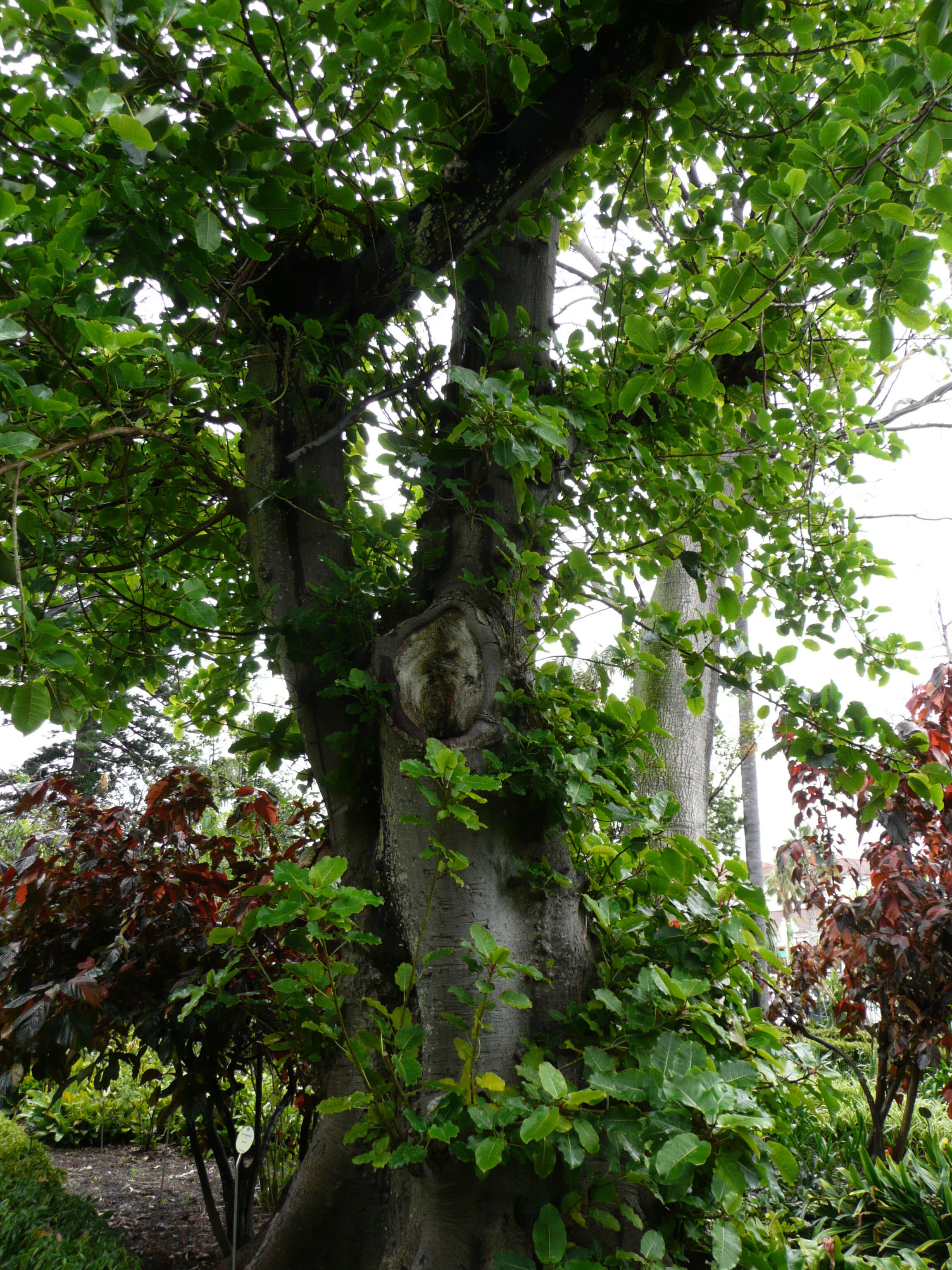 Image of Ficus nymphaeifolia Mill.