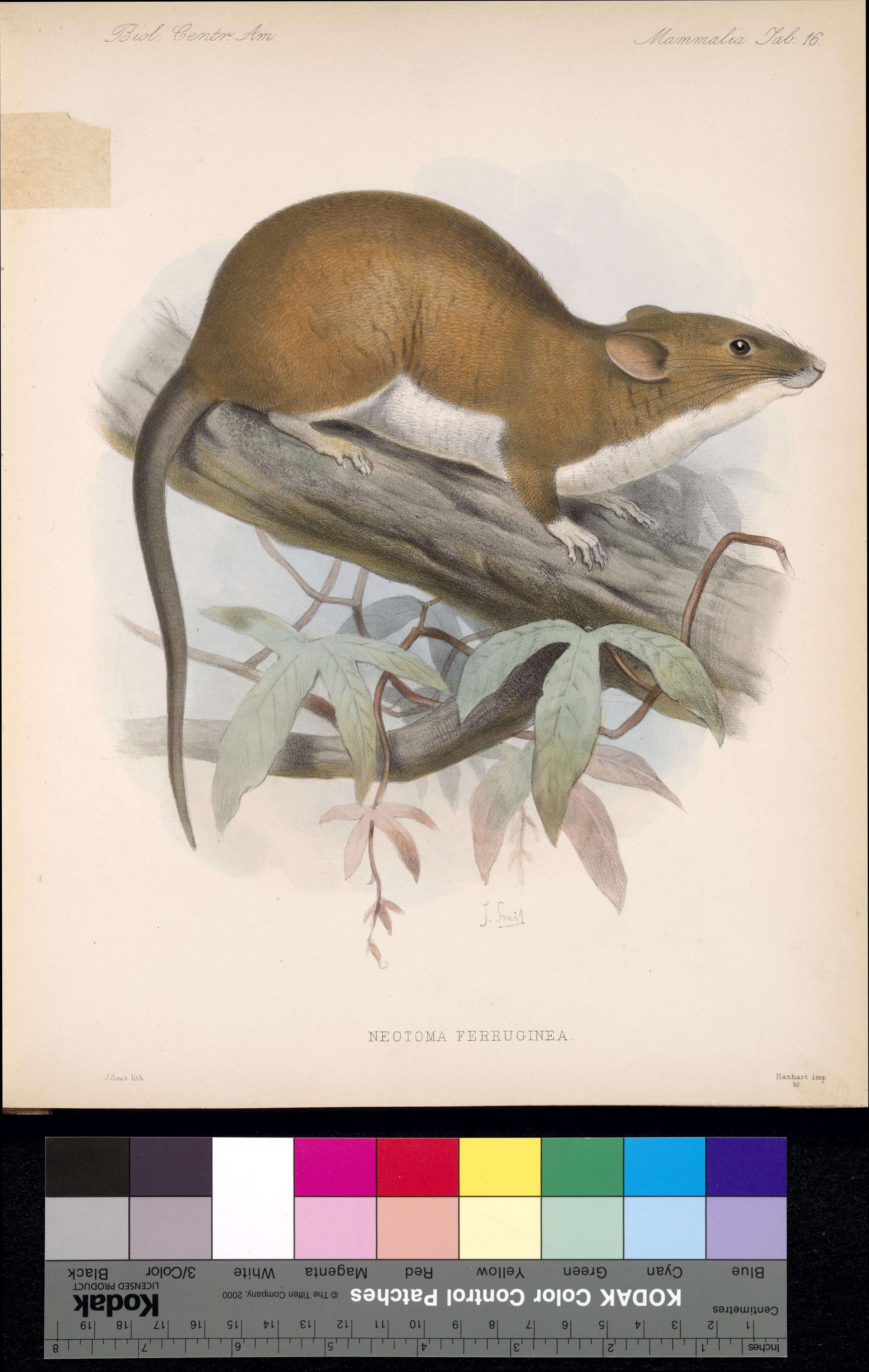 Plancia ëd Neotoma mexicana Baird 1855