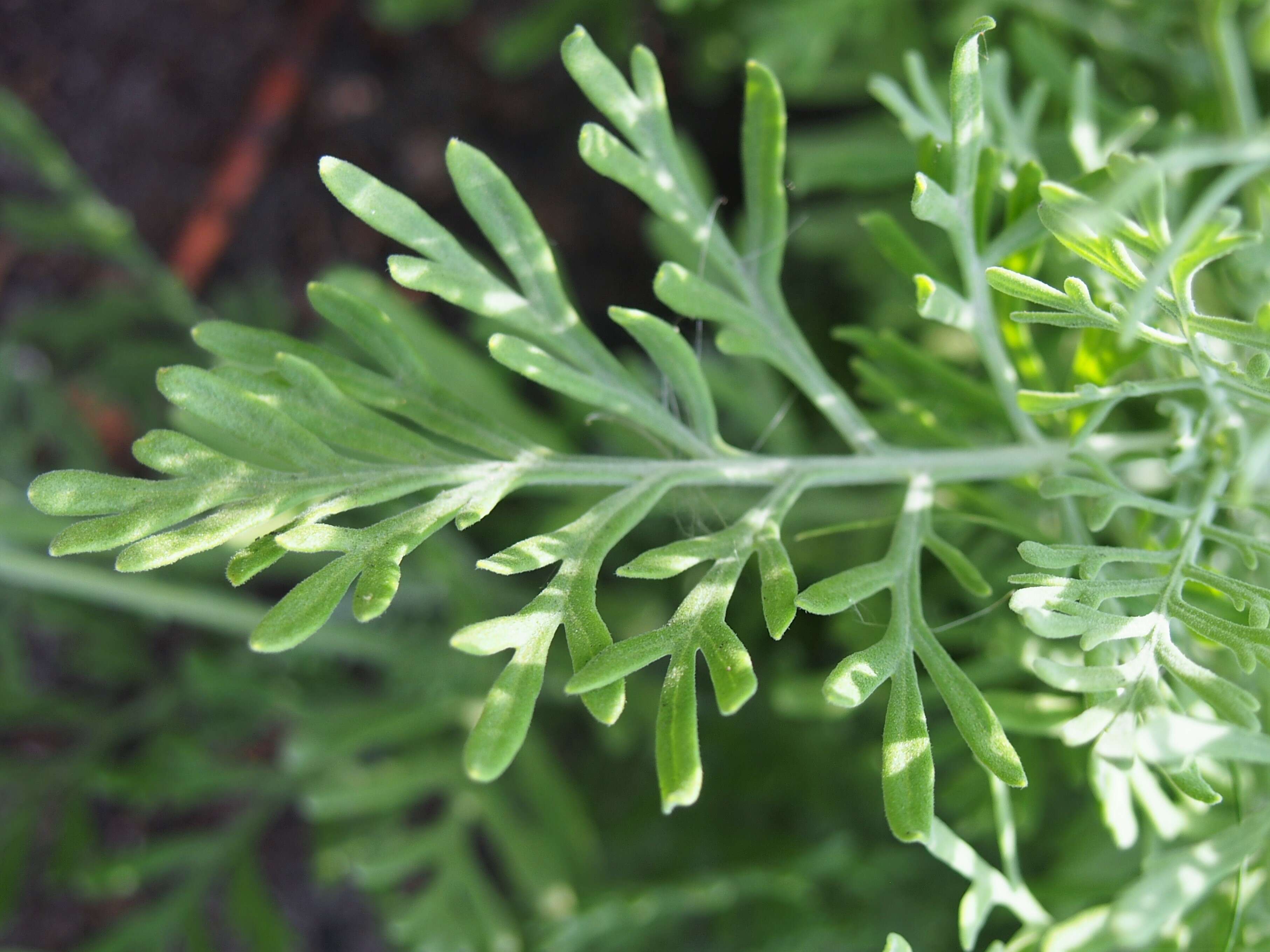 Plancia ëd Lavandula pinnata Lundmark