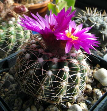 صورة Parodia crassigibba (F. Ritter) N. P. Taylor