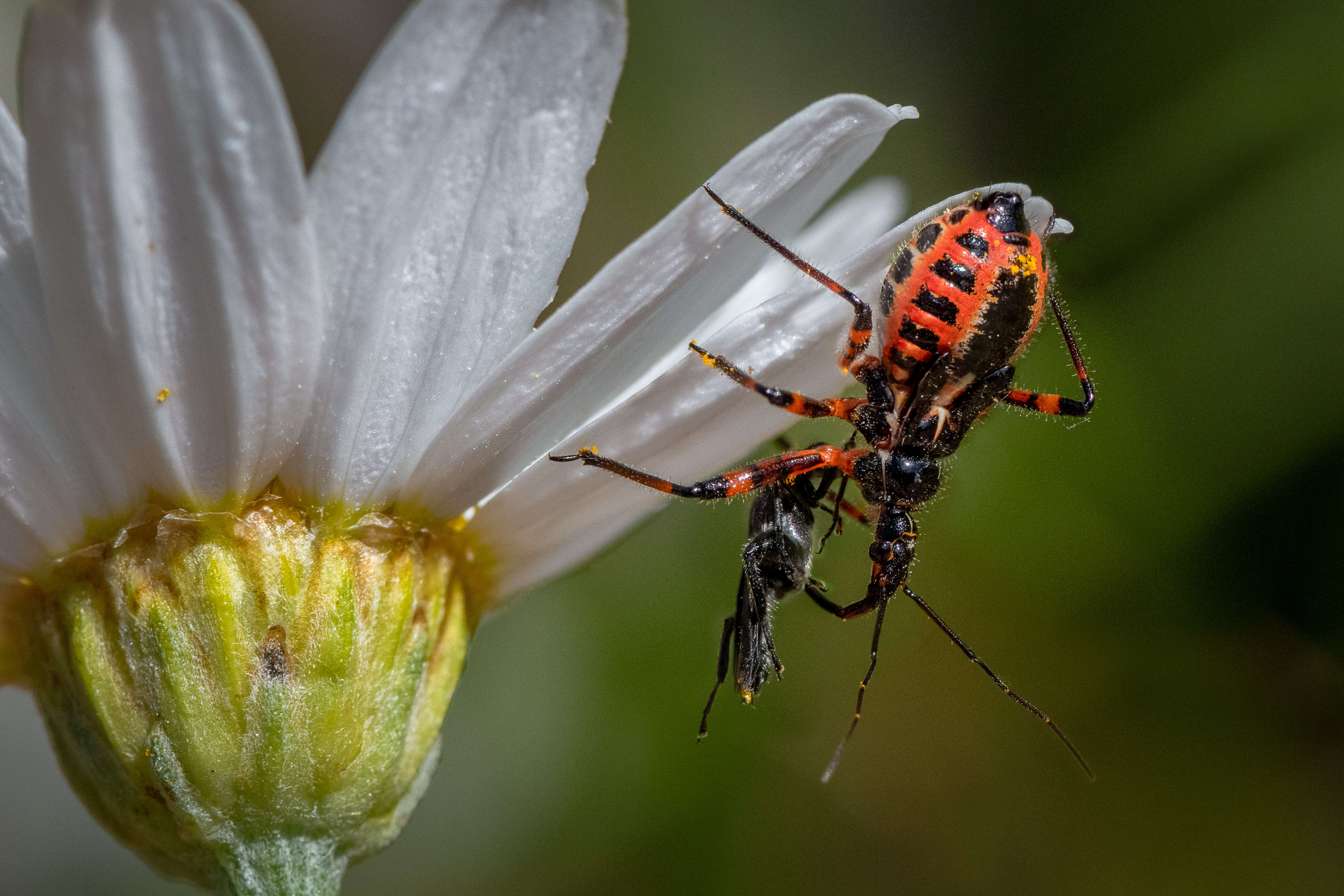 صورة Rhynocoris iracundus (Poda 1761)