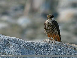 Image of Eurasian Hobby