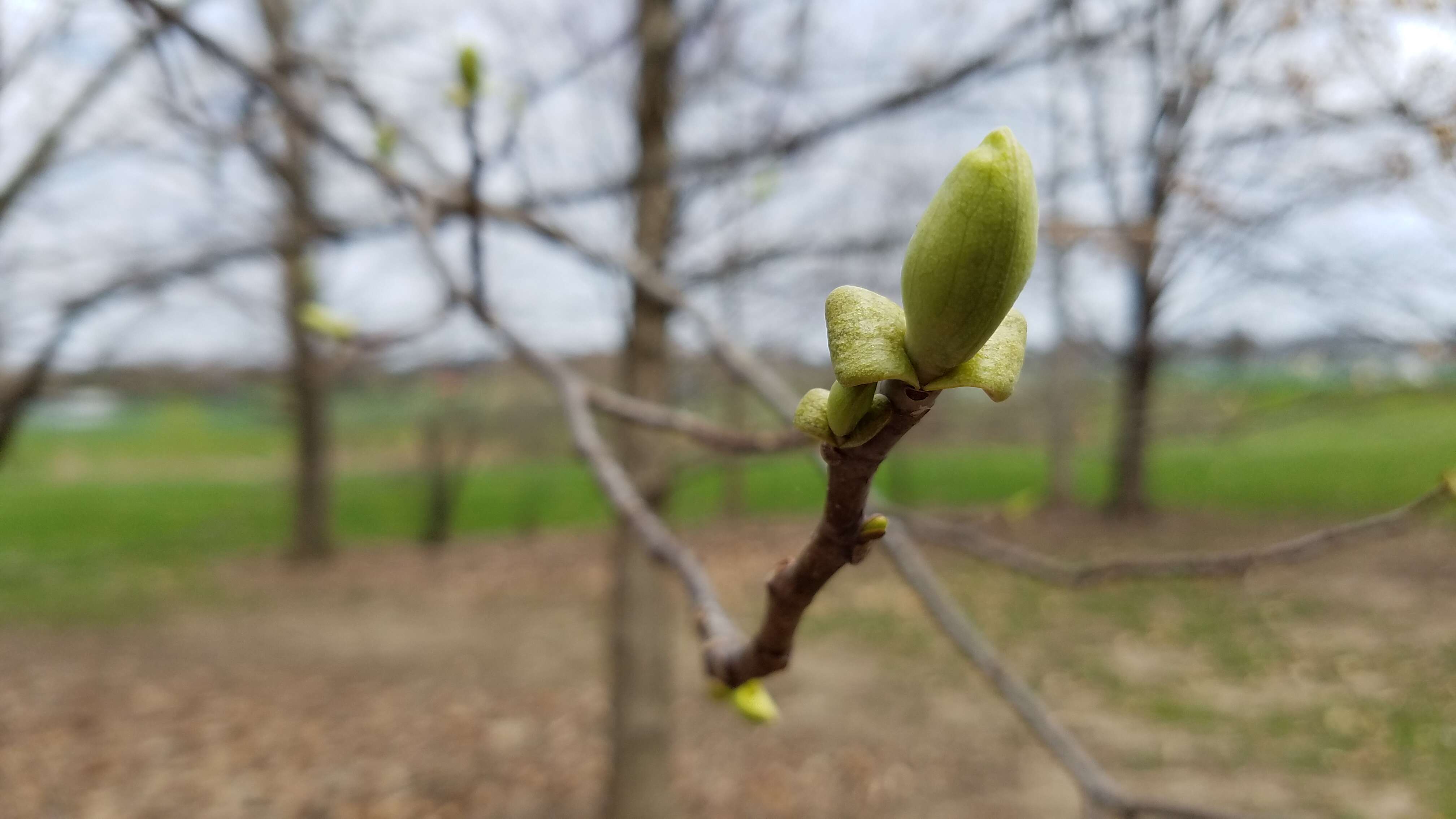 Image of Tulip tree