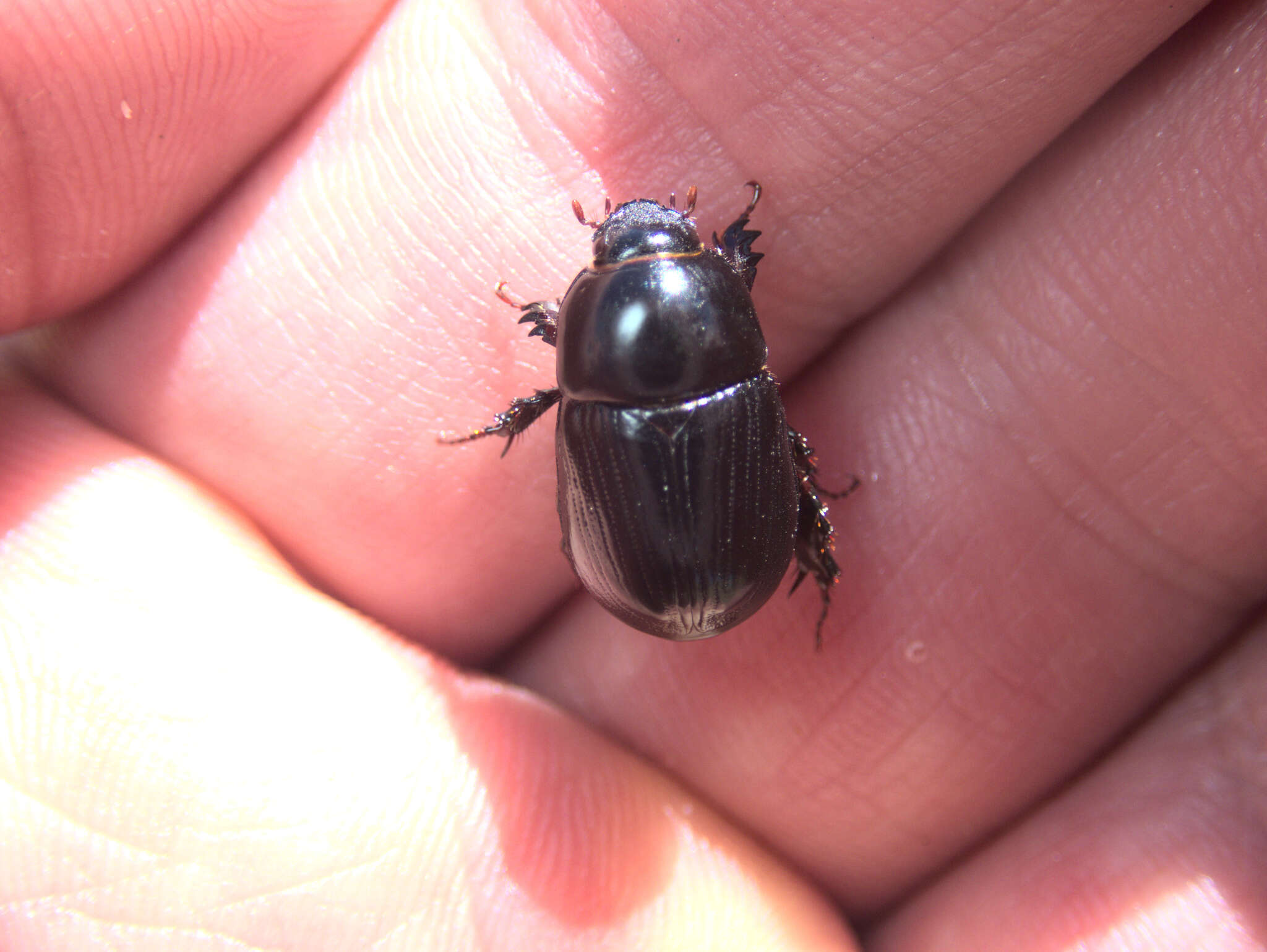 Image of black lawn beetle