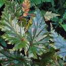 Image of Begonia serratipetala Irmsch.