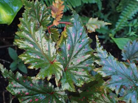 Image of Begonia serratipetala Irmsch.