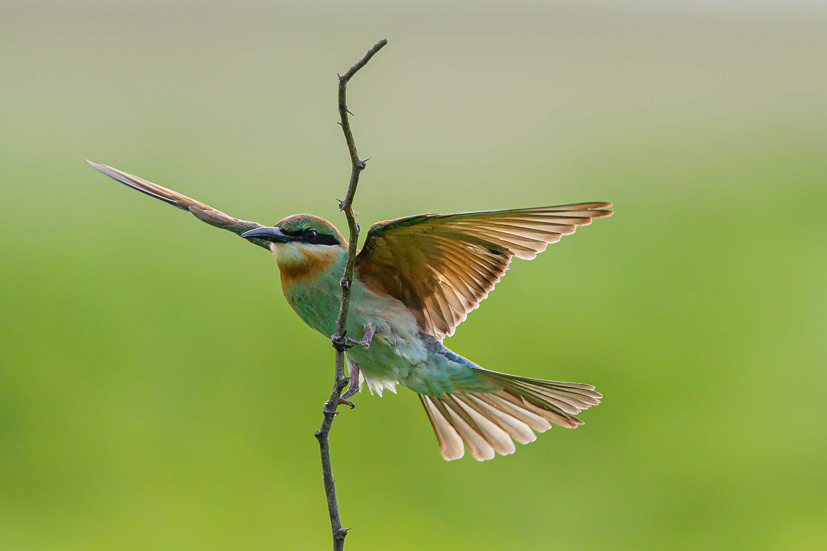 Image of Blue-tailed Bee-eater