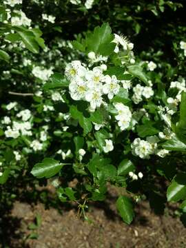 Слика од Crataegus laevigata (Poir.) DC.